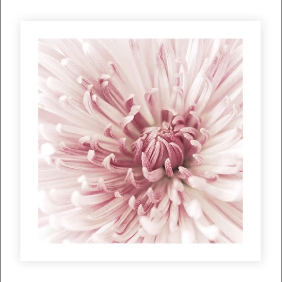 Meet your Posher, Dawn - Picture 1 of 1